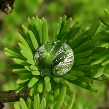 LarixB_350x350